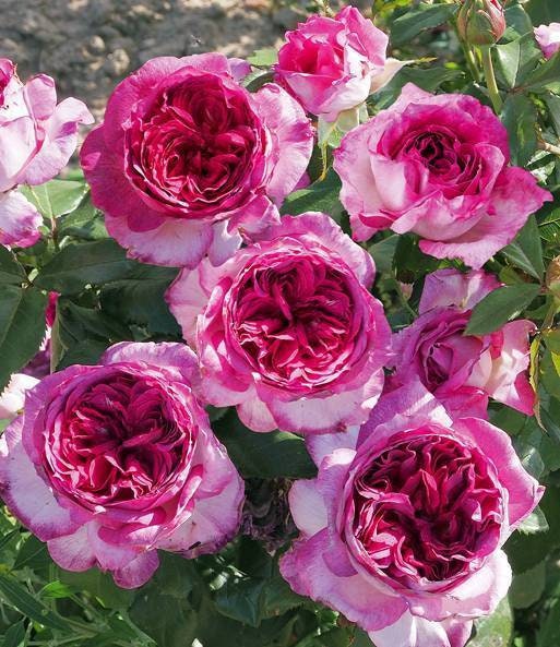 Thierry Marx 蓝莓蛋糕 Rare Violet Color Floribunda Rose Live Plant Ownroot, 1 Gallon