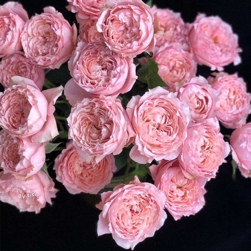 Rose ”Julietta“朱莉塔 Beautiful Live Rose Plant, 1 Gallon