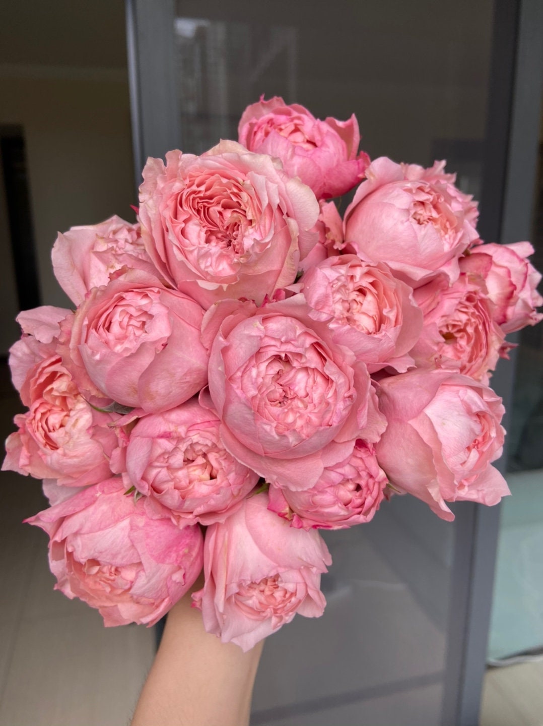 Rose ”Julietta“朱莉塔 Beautiful Live Rose Plant, 1 Gallon