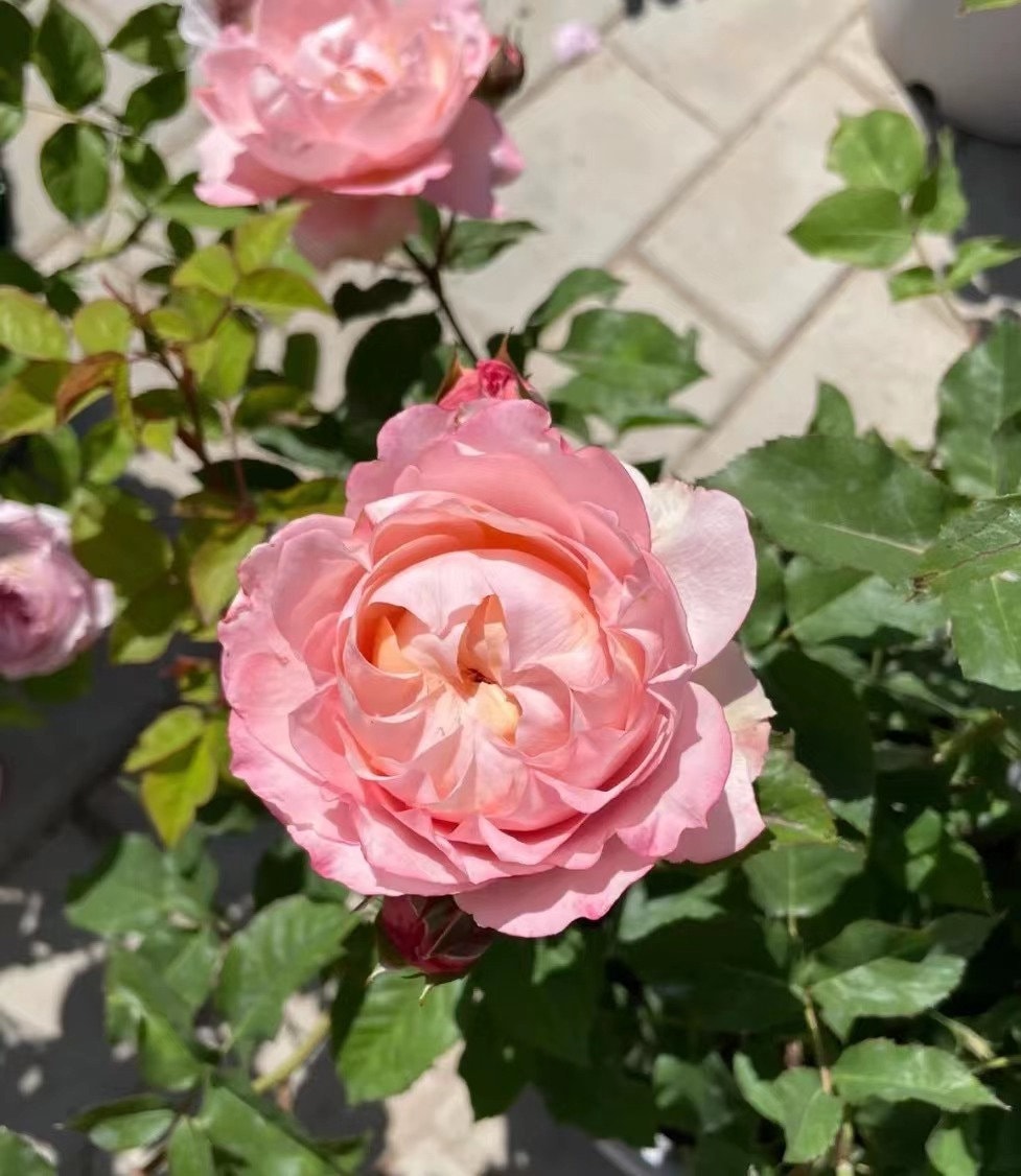 Rose ”Julietta“朱莉塔 Beautiful Live Rose Plant, 1 Gallon