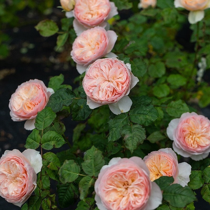 Climbing Rose “Hanxian” 涵仙 Chinese Coral Orange Rare Color Roses Live Plant, 1 Gallon Ownroot