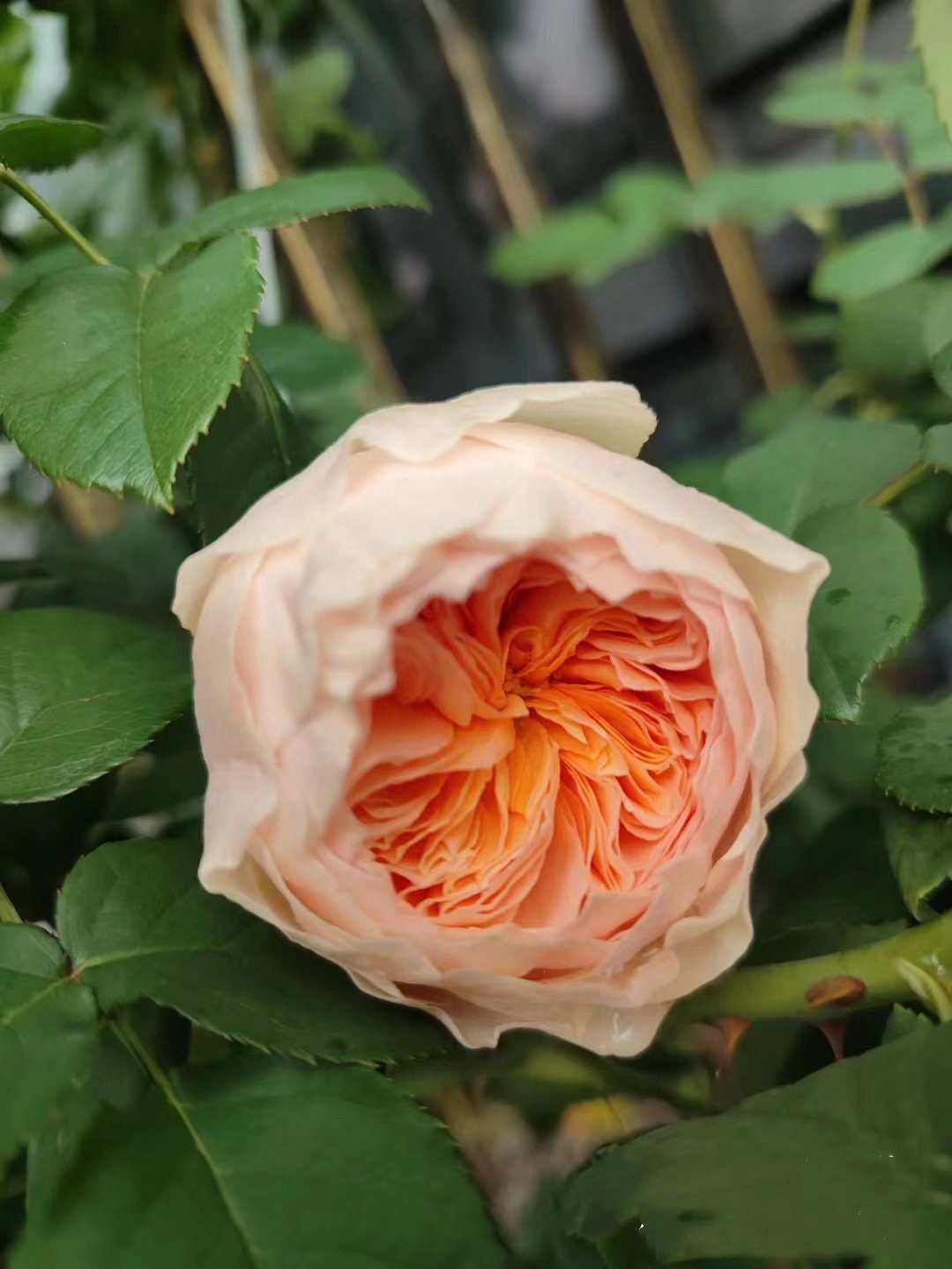 Climbing Rose “Hanxian” 涵仙 Chinese Coral Orange Rare Color Roses Live Plant, 1 Gallon Ownroot