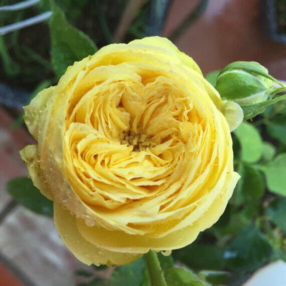 Rose“Catalina” 凯特琳娜Japanese Cut Flower Live Shrub Plant, 1 Gallon