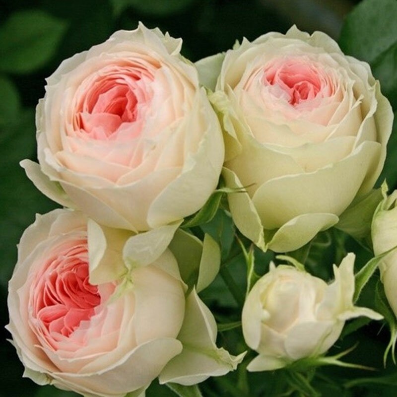 Rose "Pompon Veranda/pashmina" 门廊绒球 パシュミナ German Live Plant Pink Green Rare Color Roses Shrub, 1 Gallon Ownroot