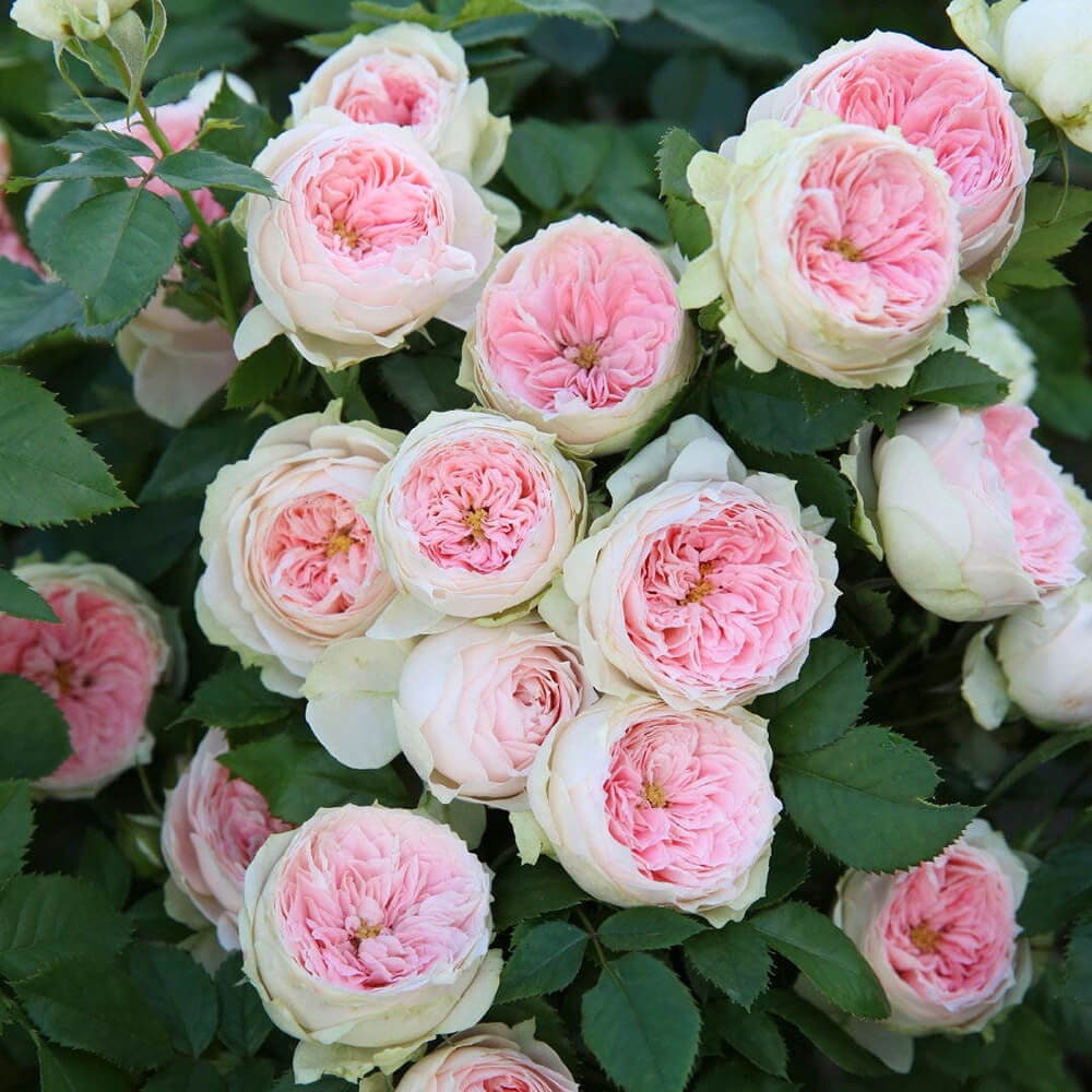 Rose "Pompon Veranda/pashmina" 门廊绒球 パシュミナ German Live Plant Pink Green Rare Color Roses Shrub, 1 Gallon Ownroot