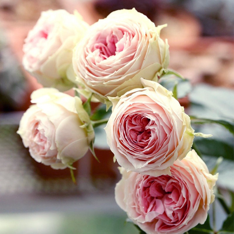 Rose "Pompon Veranda/pashmina" 门廊绒球 パシュミナ German Live Plant Pink Green Rare Color Roses Shrub, 1 Gallon Ownroot