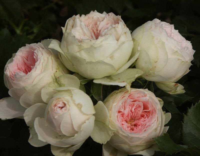 Rose "Pompon Veranda/pashmina" 门廊绒球 パシュミナ German Live Plant Pink Green Rare Color Roses Shrub, 1 Gallon Ownroot