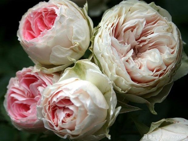 Rose "Pompon Veranda/pashmina" 门廊绒球 パシュミナ German Live Plant Pink Green Rare Color Roses Shrub, 1 Gallon Ownroot