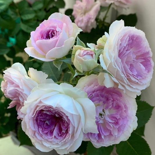 Rose “Blue Moon Stone ” 蓝月石 ブルー・ムーン・ストーン Japanese Rose Lavender Rare Color Live Plant, 1 Gallon