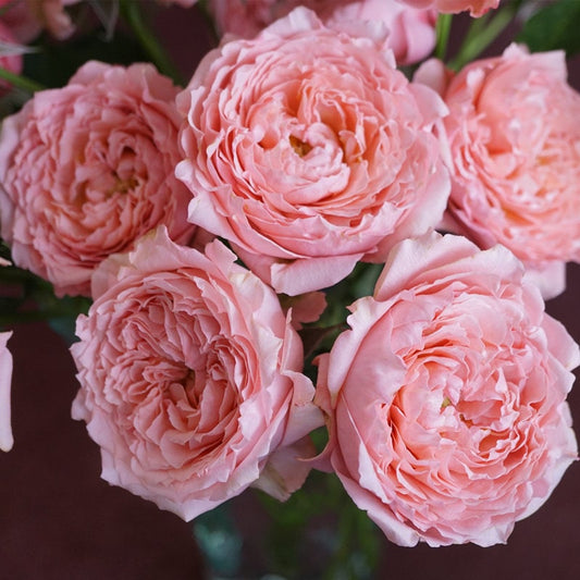 Rose ”Julietta“朱莉塔 Beautiful Live Rose Plant, 1 Gallon