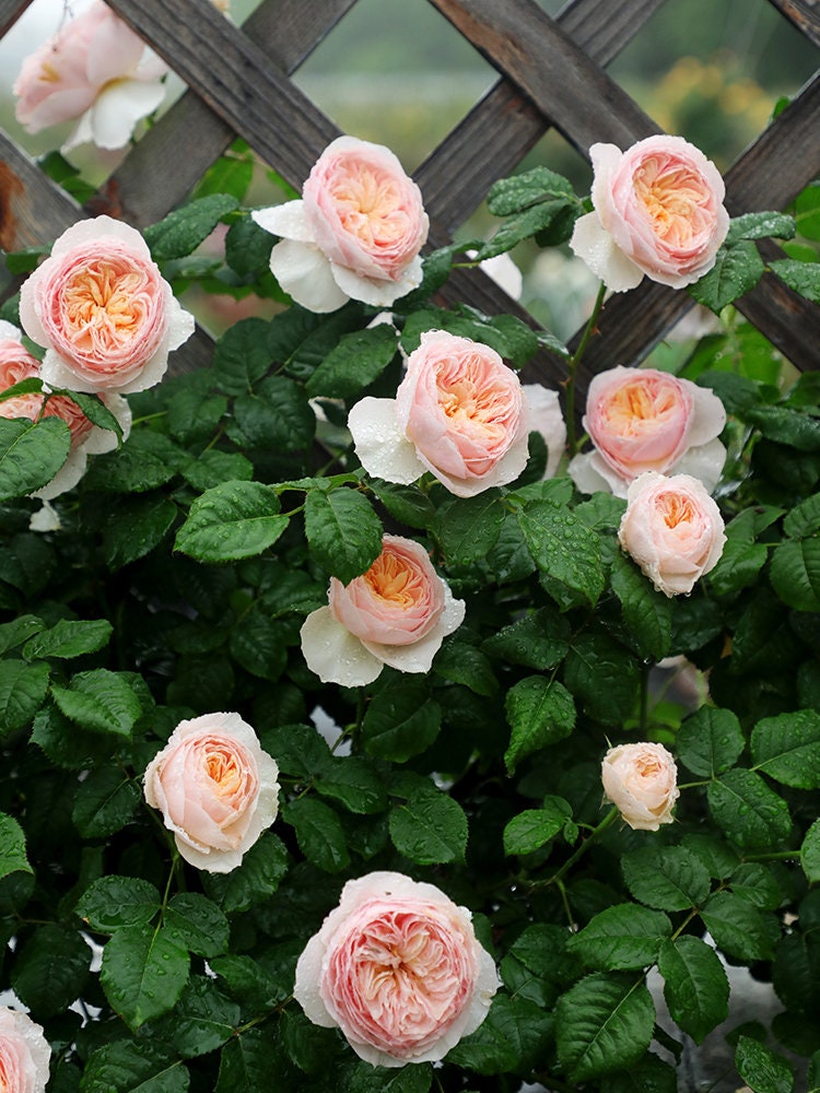 Climbing Rose “Hanxian” 涵仙 Chinese Coral Orange Rare Color Roses Live Plant, 1 Gallon Ownroot