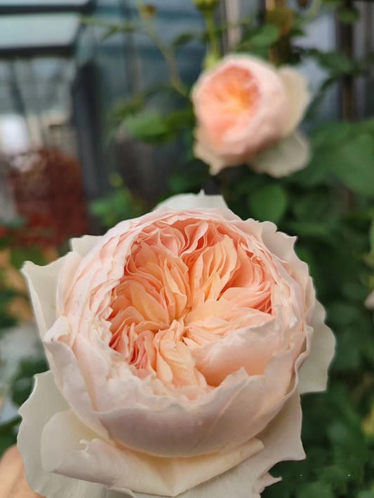 Climbing Rose “Hanxian” 涵仙 Chinese Coral Orange Rare Color Roses Live Plant, 1 Gallon Ownroot