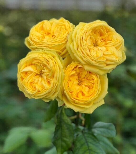 Rose“Catalina” 凯特琳娜Japanese Cut Flower Live Shrub Plant, 1 Gallon