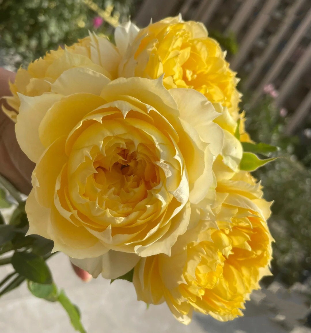 Rose "Sunny Antike" 阳光古董Live Shrub Plant, 1 Gallon Ownroot