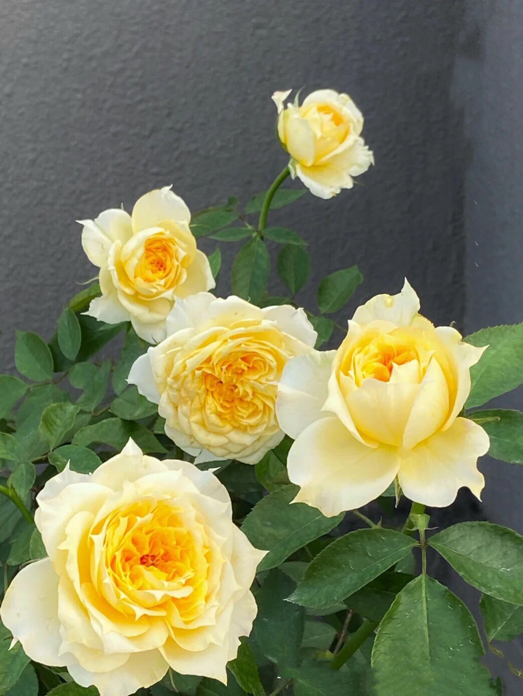 Rose "Sunny Antike" 阳光古董Live Shrub Plant, 1 Gallon Ownroot