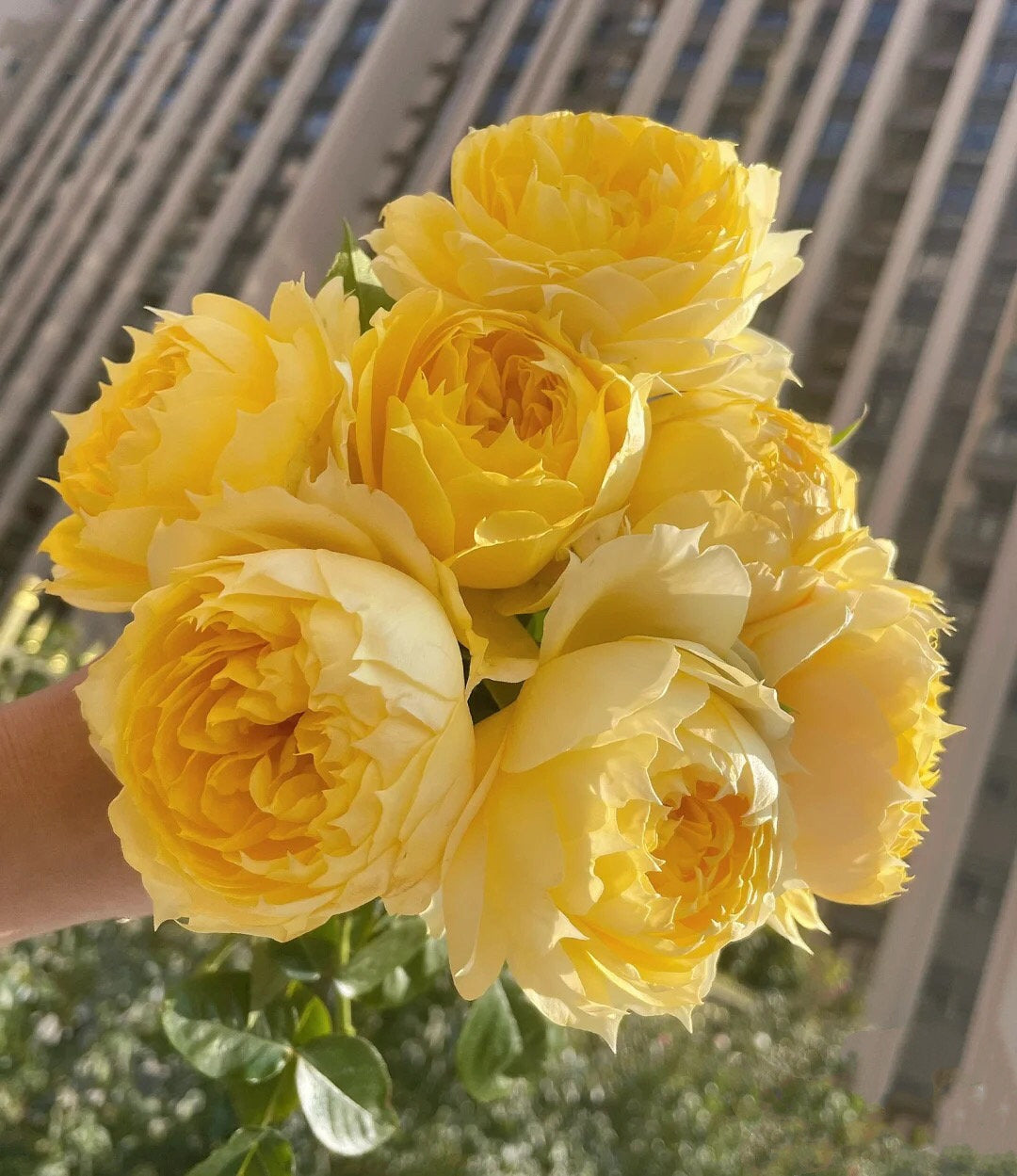 Rose "Sunny Antike" 阳光古董Live Shrub Plant, 1 Gallon Ownroot