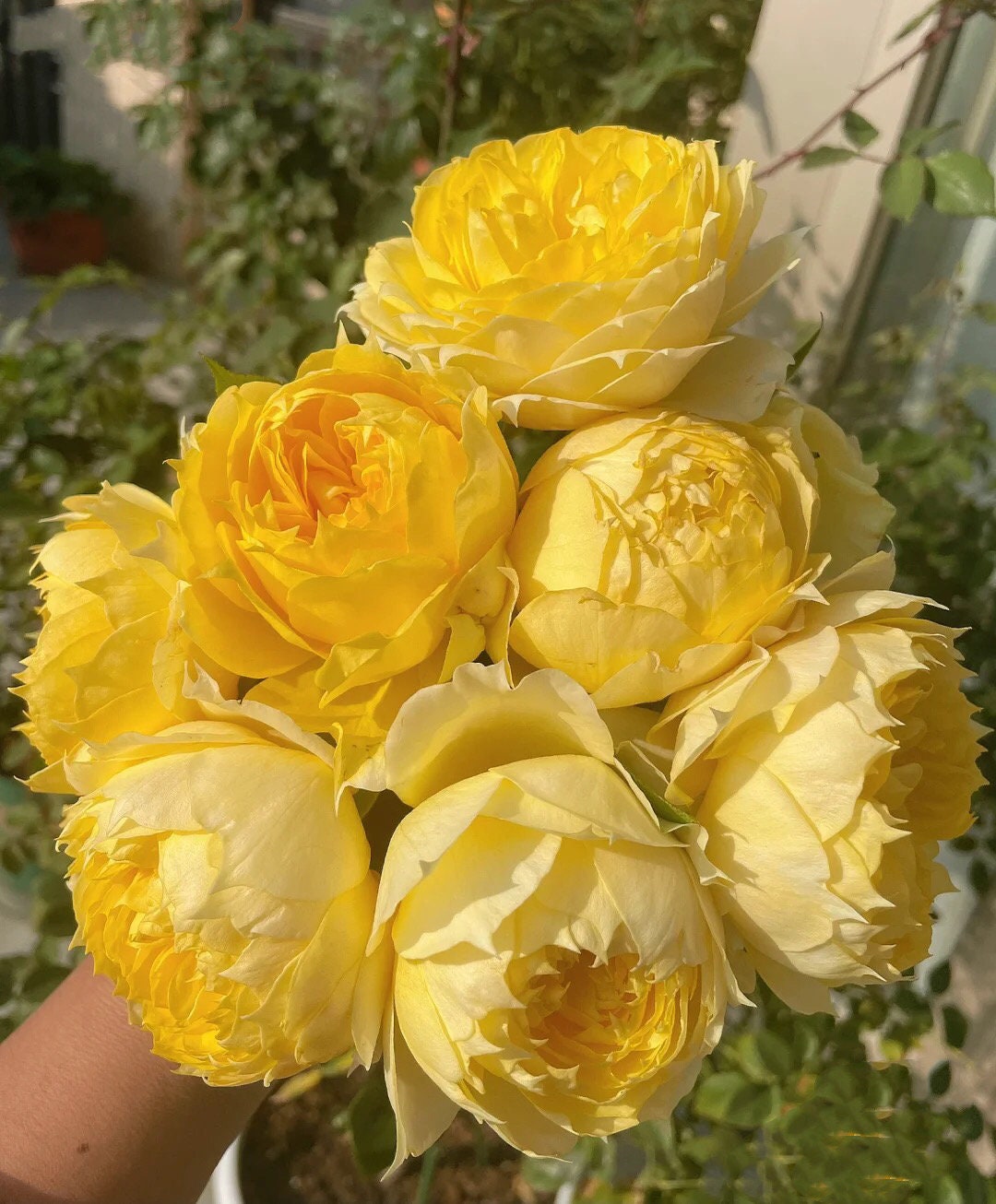 Rose "Sunny Antike" 阳光古董Live Shrub Plant, 1 Gallon Ownroot