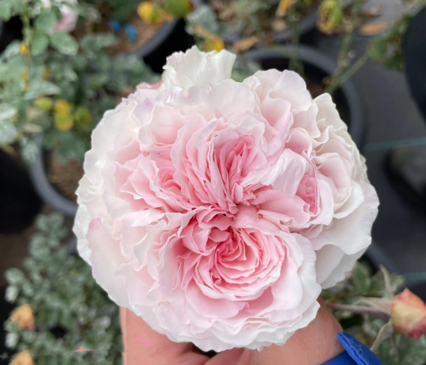 Rose “Strawberry Milkshake”草莓奶昔Rare Japanese Live Rose Shrub Plant, 1 Gallon