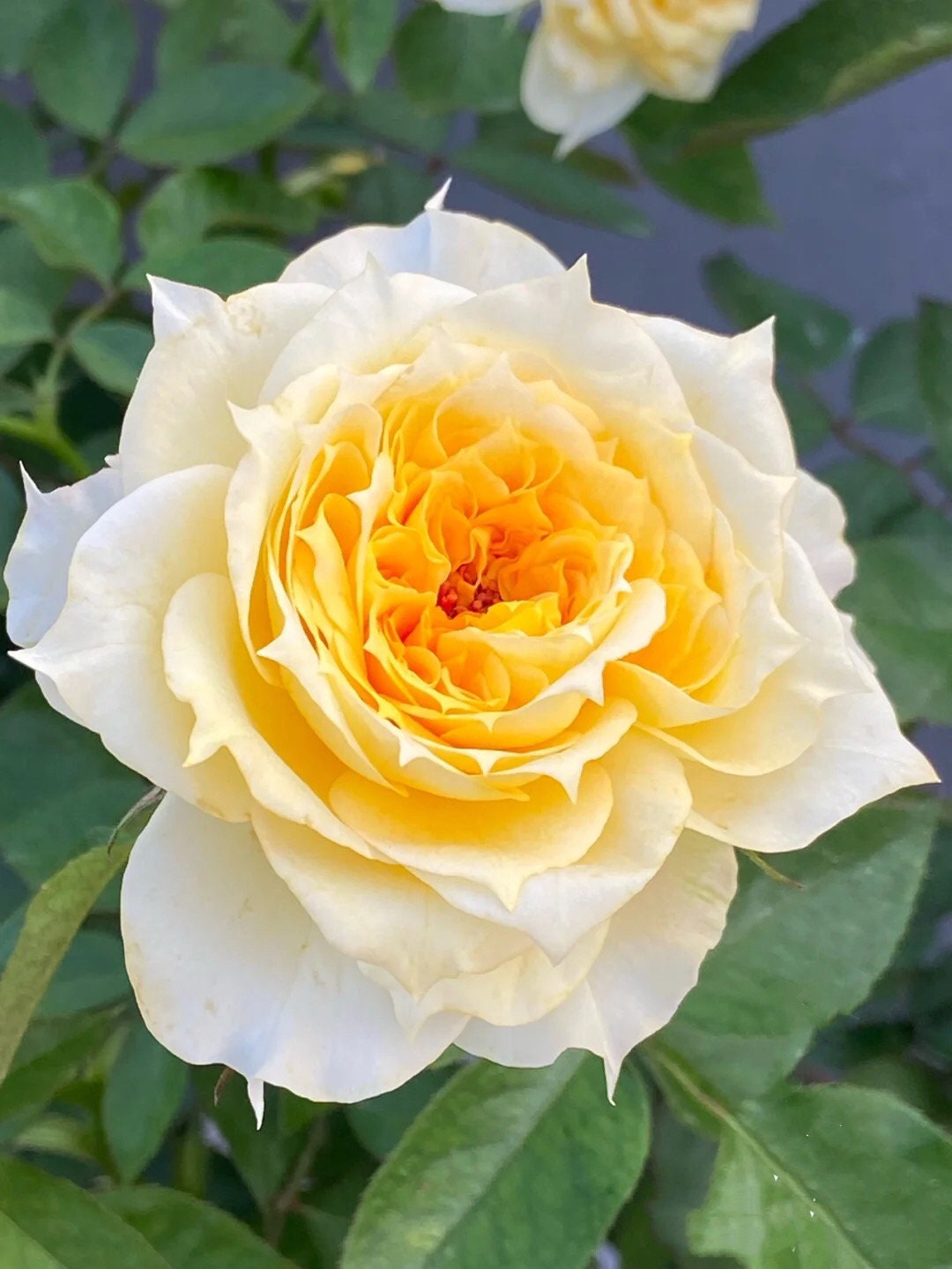 Rose "Sunny Antike" 阳光古董Live Shrub Plant, 1 Gallon Ownroot