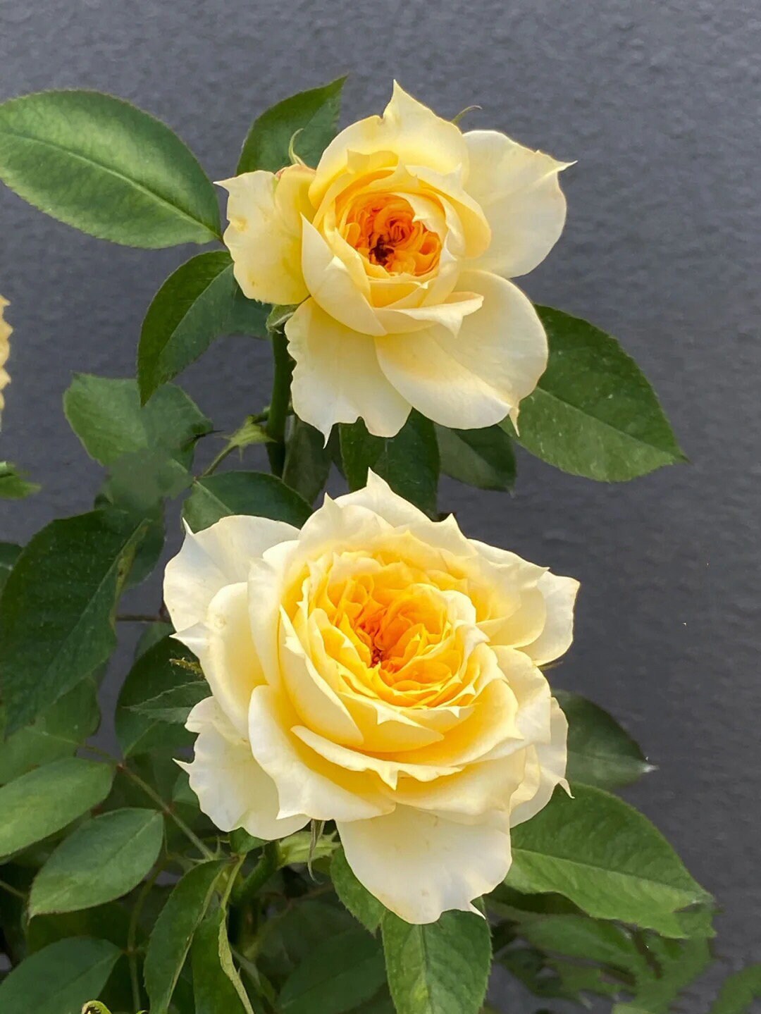 Rose "Sunny Antike" 阳光古董Live Shrub Plant, 1 Gallon Ownroot