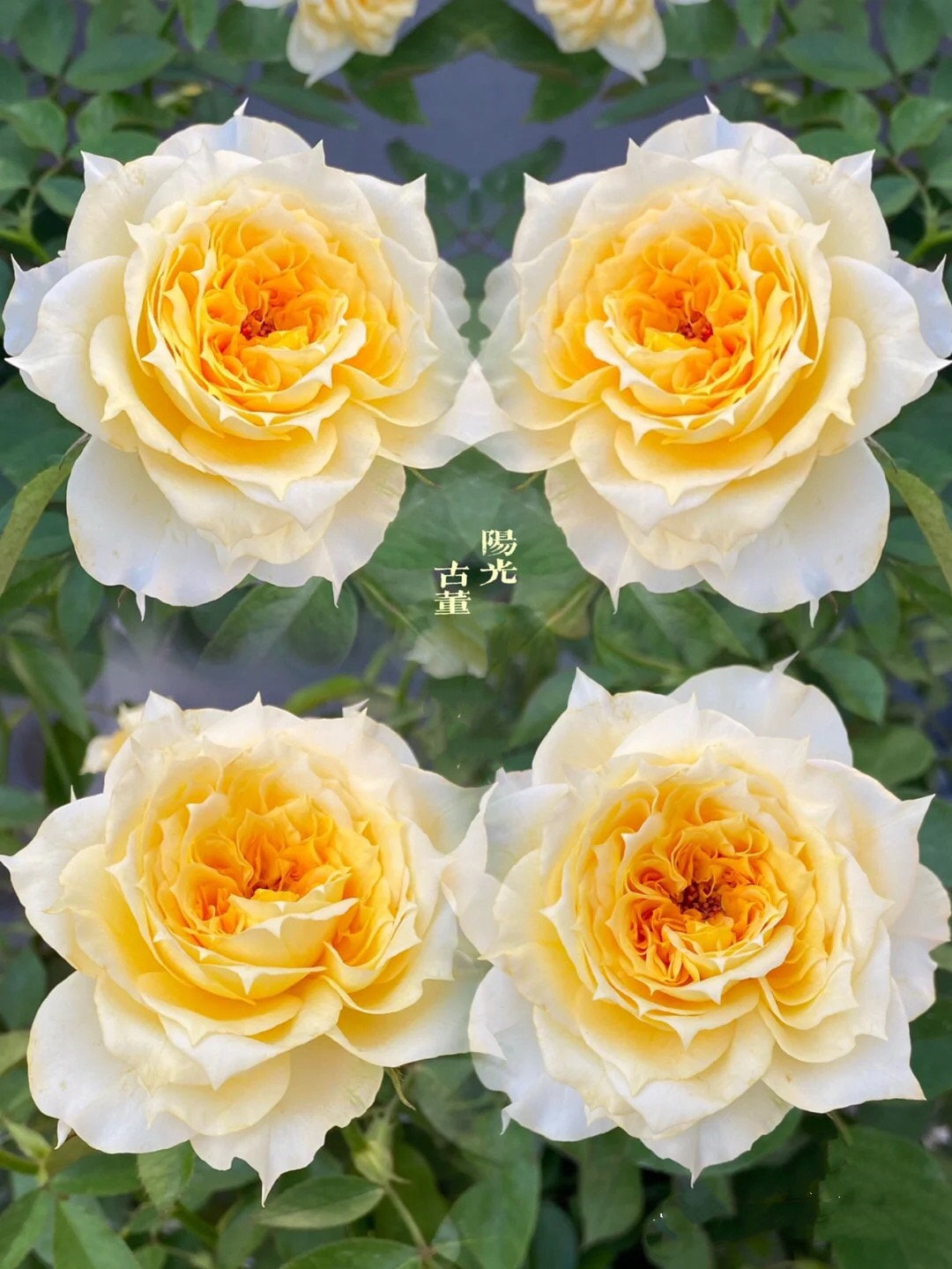 Rose "Sunny Antike" 阳光古董Live Shrub Plant, 1 Gallon Ownroot