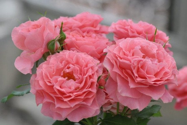 Rose “Corail Gelee“ コラーユ ジュレ珊瑚果冻Japanese Shrub Live Plant, 1 Gallon