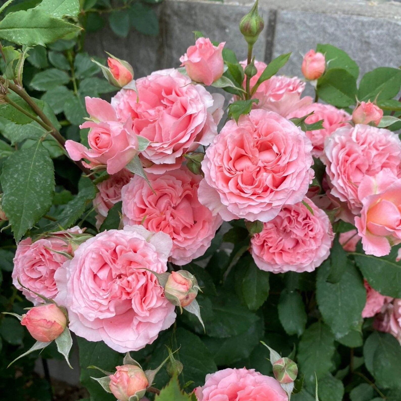 Rose “Corail Gelee“ コラーユ ジュレ珊瑚果冻Japanese Shrub Live Plant, 1 Gallon