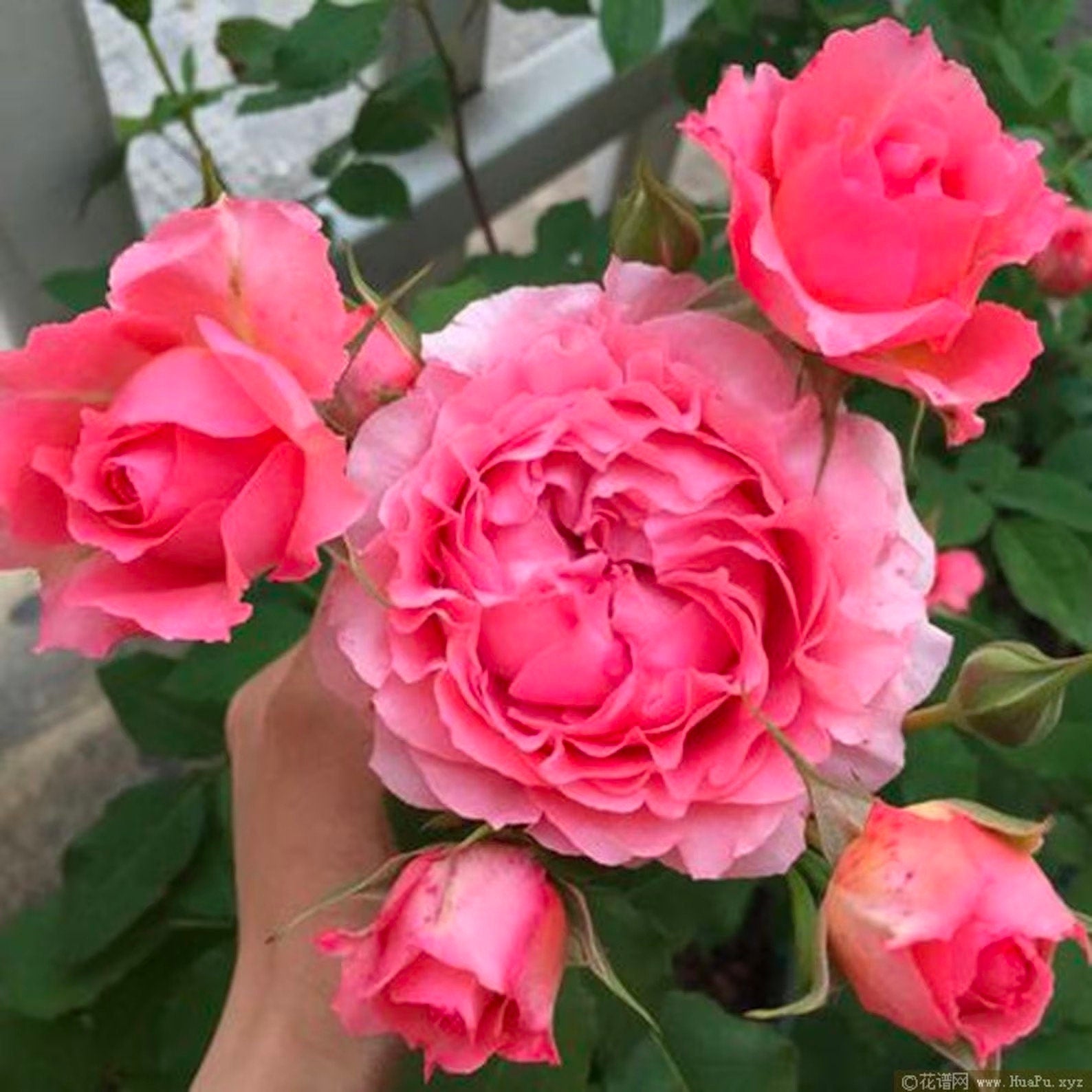 Rose “Corail Gelee“ コラーユ ジュレ珊瑚果冻Japanese Shrub Live Plant, 1 Gallon