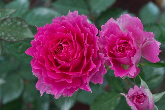 Rose“Scheherazade”シェエラザード 天方夜谭RARE Rose Strong Fragrance Award-winning Ruffle lace Rose Shrub Plant, 1 Gallon Ownroot