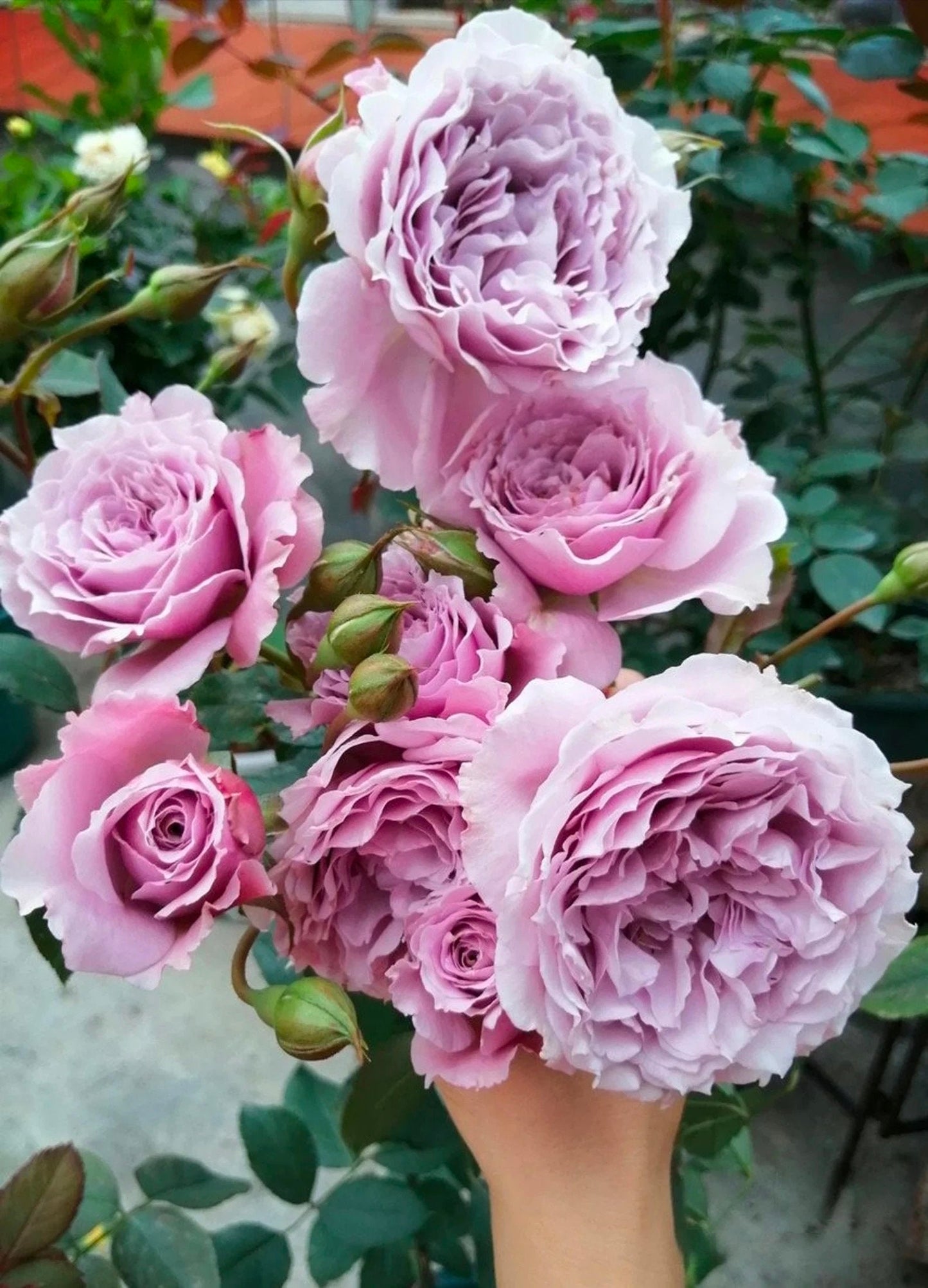 Rose ”Libellula “ ターンブルー蜻蜓 Japanese Ruffle lace Strong Fragrance Rose Live Plant, 1 Gallon Ownroot