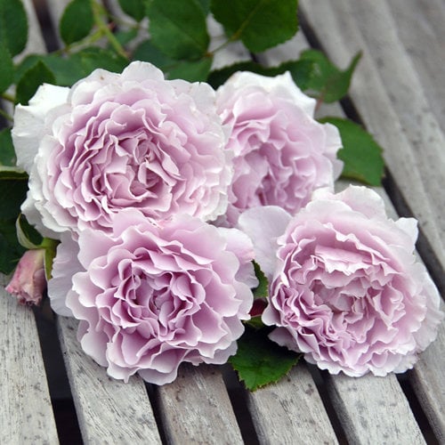 Rose ”Libellula “ ターンブルー蜻蜓 Japanese Ruffle lace Strong Fragrance Rose Live Plant, 1 Gallon Ownroot