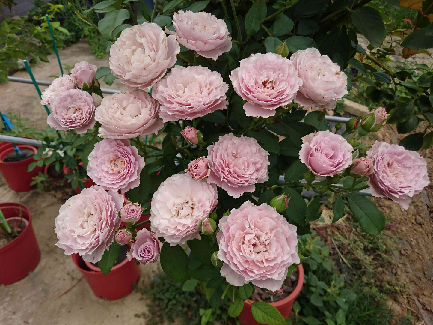 Rose ”Libellula “ ターンブルー蜻蜓 Japanese Ruffle lace Strong Fragrance Rose Live Plant, 1 Gallon Ownroot