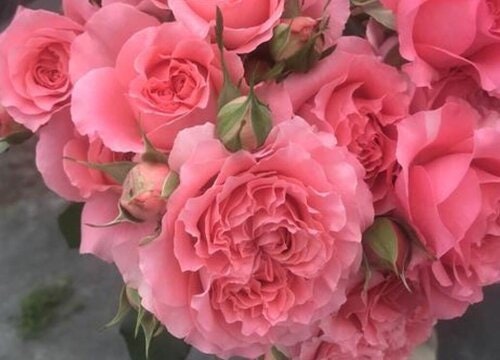 Rose “Corail Gelee“ コラーユ ジュレ珊瑚果冻Japanese Shrub Live Plant, 1 Gallon