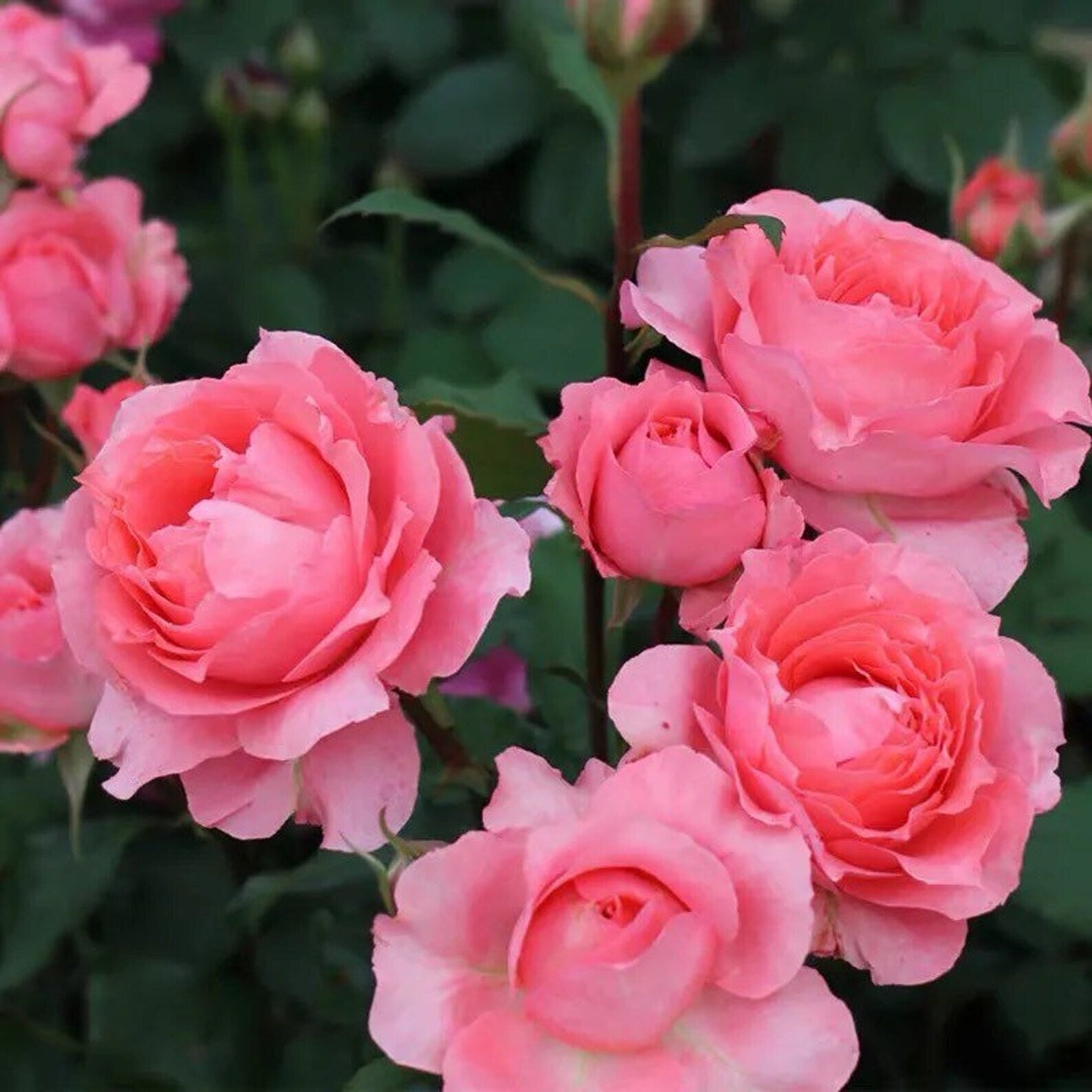 Rose “Corail Gelee“ コラーユ ジュレ珊瑚果冻Japanese Shrub Live Plant, 1 Gallon