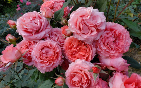 Rose “Corail Gelee“ コラーユ ジュレ珊瑚果冻Japanese Shrub Live Plant, 1 Gallon