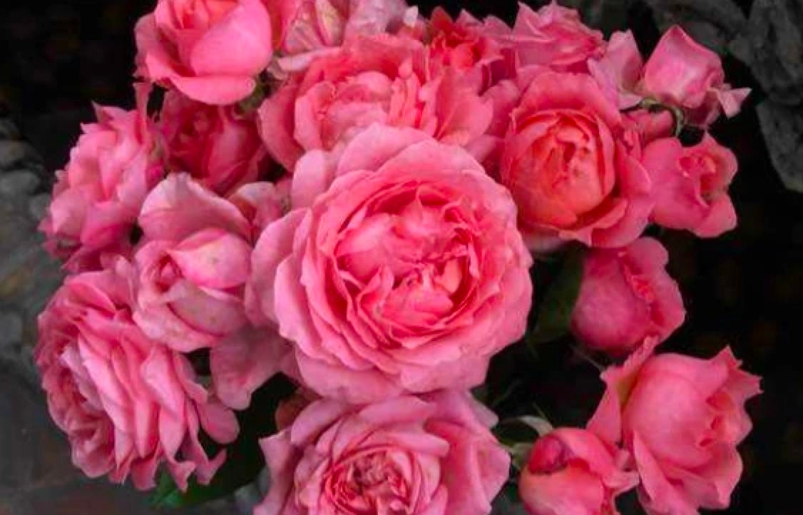 Rose “Corail Gelee“ コラーユ ジュレ珊瑚果冻Japanese Shrub Live Plant, 1 Gallon