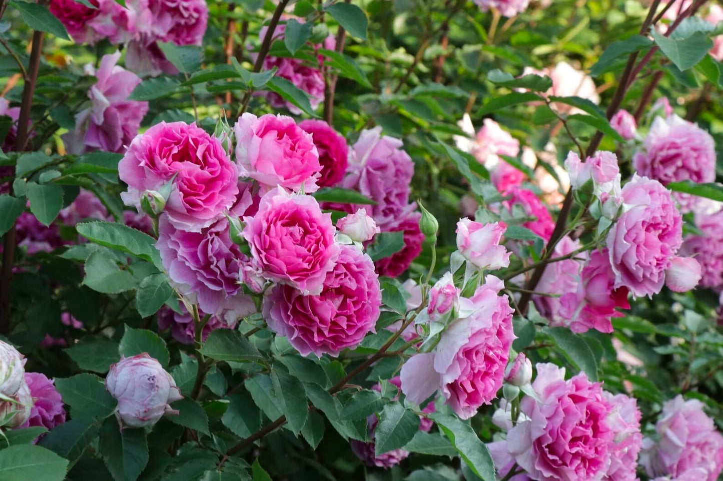 Rose“Scheherazade”シェエラザード 天方夜谭RARE Rose Strong Fragrance Award-winning Ruffle lace Rose Shrub Plant, 1 Gallon Ownroot