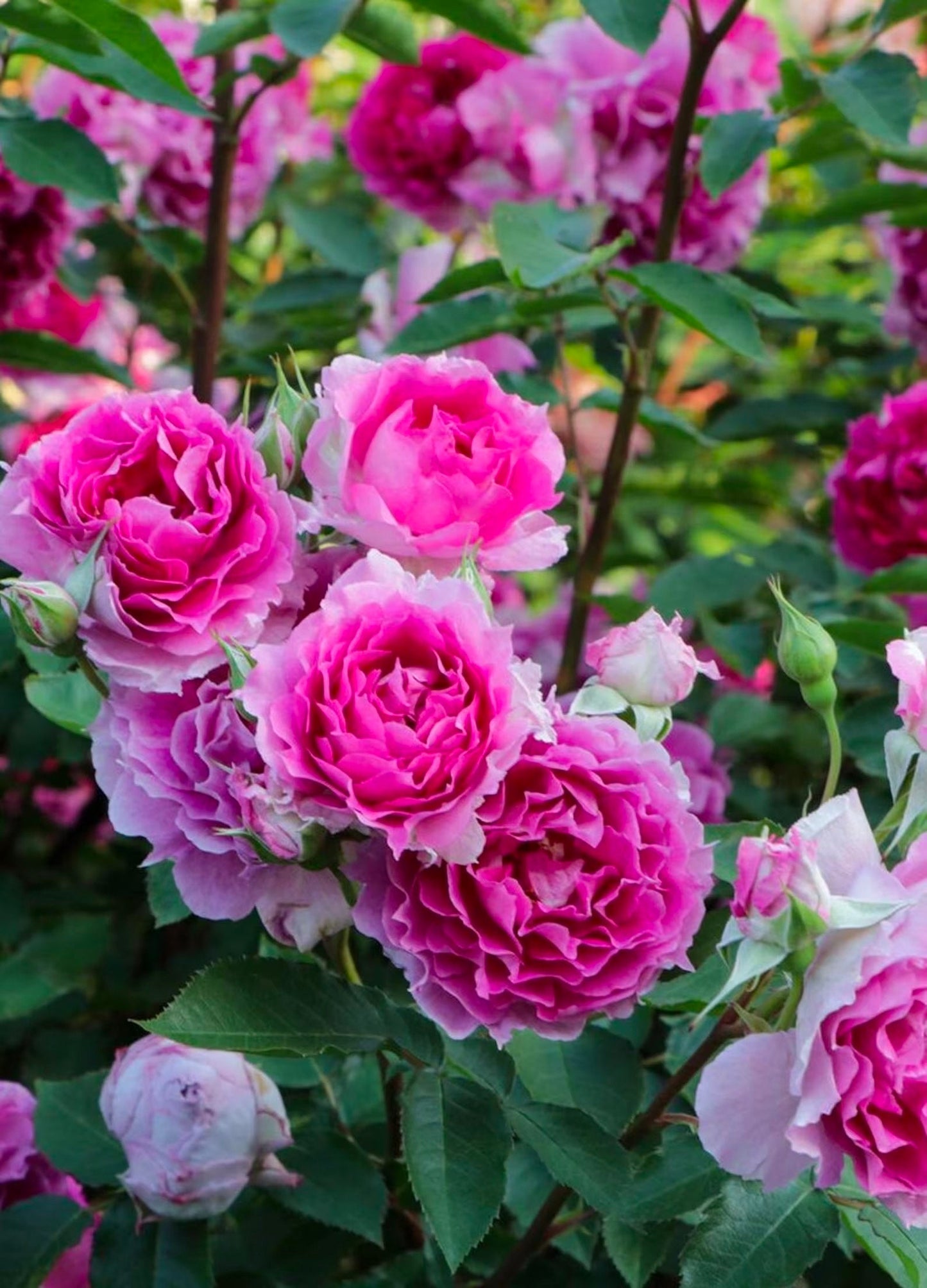 Rose“Scheherazade”シェエラザード 天方夜谭RARE Rose Strong Fragrance Award-winning Ruffle lace Rose Shrub Plant, 1 Gallon Ownroot