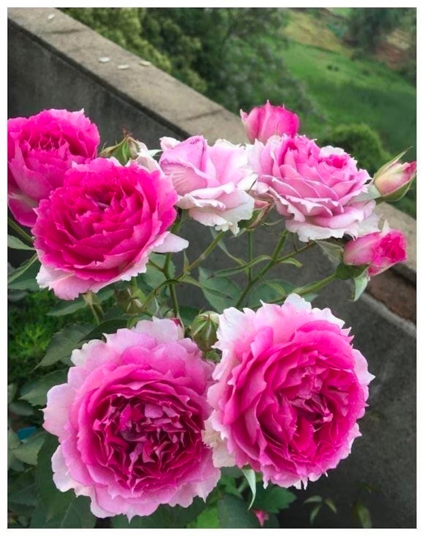 Rose“Scheherazade”シェエラザード 天方夜谭RARE Rose Strong Fragrance Award-winning Ruffle lace Rose Shrub Plant, 1 Gallon Ownroot