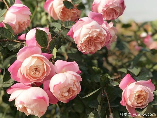 Rose “Washitsu/Mon Amour” 和室 Japanese Rose Live Shrub Plant, 1 Gallon Ownroot