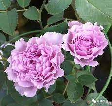 Rose ”Libellula “ ターンブルー蜻蜓 Japanese Ruffle lace Strong Fragrance Rose Live Plant, 1 Gallon Ownroot