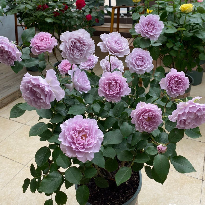 Rose ”Libellula “ ターンブルー蜻蜓 Japanese Ruffle lace Strong Fragrance Rose Live Plant, 1 Gallon Ownroot