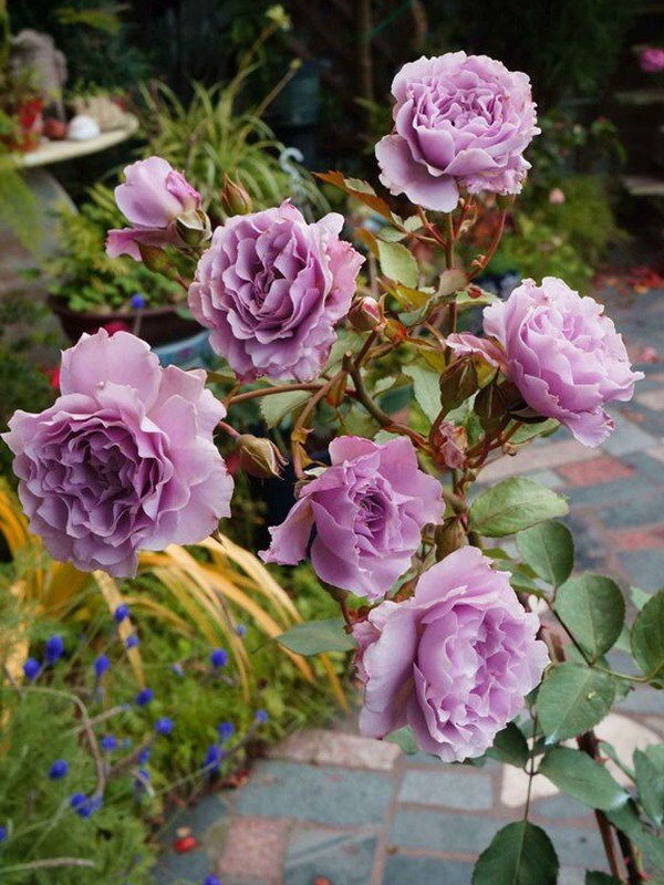 Rose ”Libellula “ ターンブルー蜻蜓 Japanese Ruffle lace Strong Fragrance Rose Live Plant, 1 Gallon Ownroot