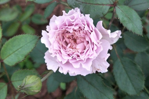 Rose ”Libellula “ ターンブルー蜻蜓 Japanese Ruffle lace Strong Fragrance Rose Live Plant, 1 Gallon Ownroot