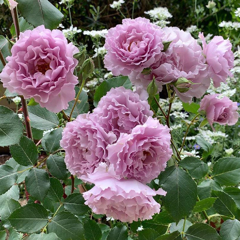 Rose ”Libellula “ ターンブルー蜻蜓 Japanese Ruffle lace Strong Fragrance Rose Live Plant, 1 Gallon Ownroot