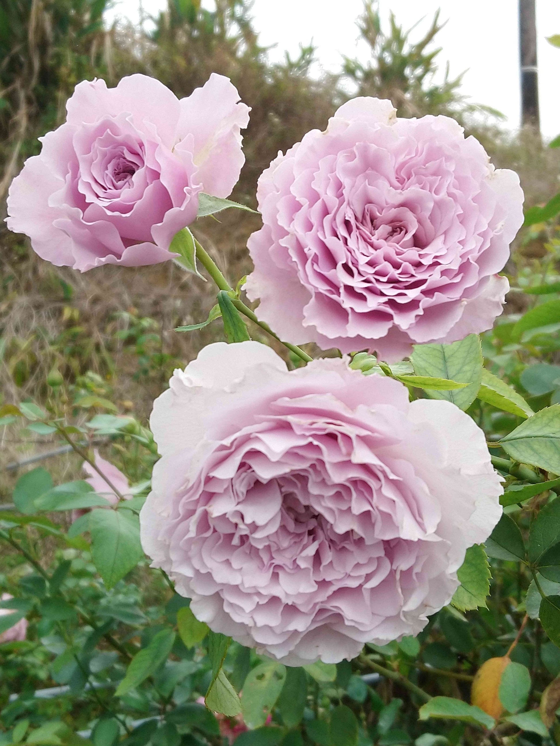 Rose ”Libellula “ ターンブルー蜻蜓 Japanese Ruffle lace Strong Fragrance Rose Live Plant, 1 Gallon Ownroot