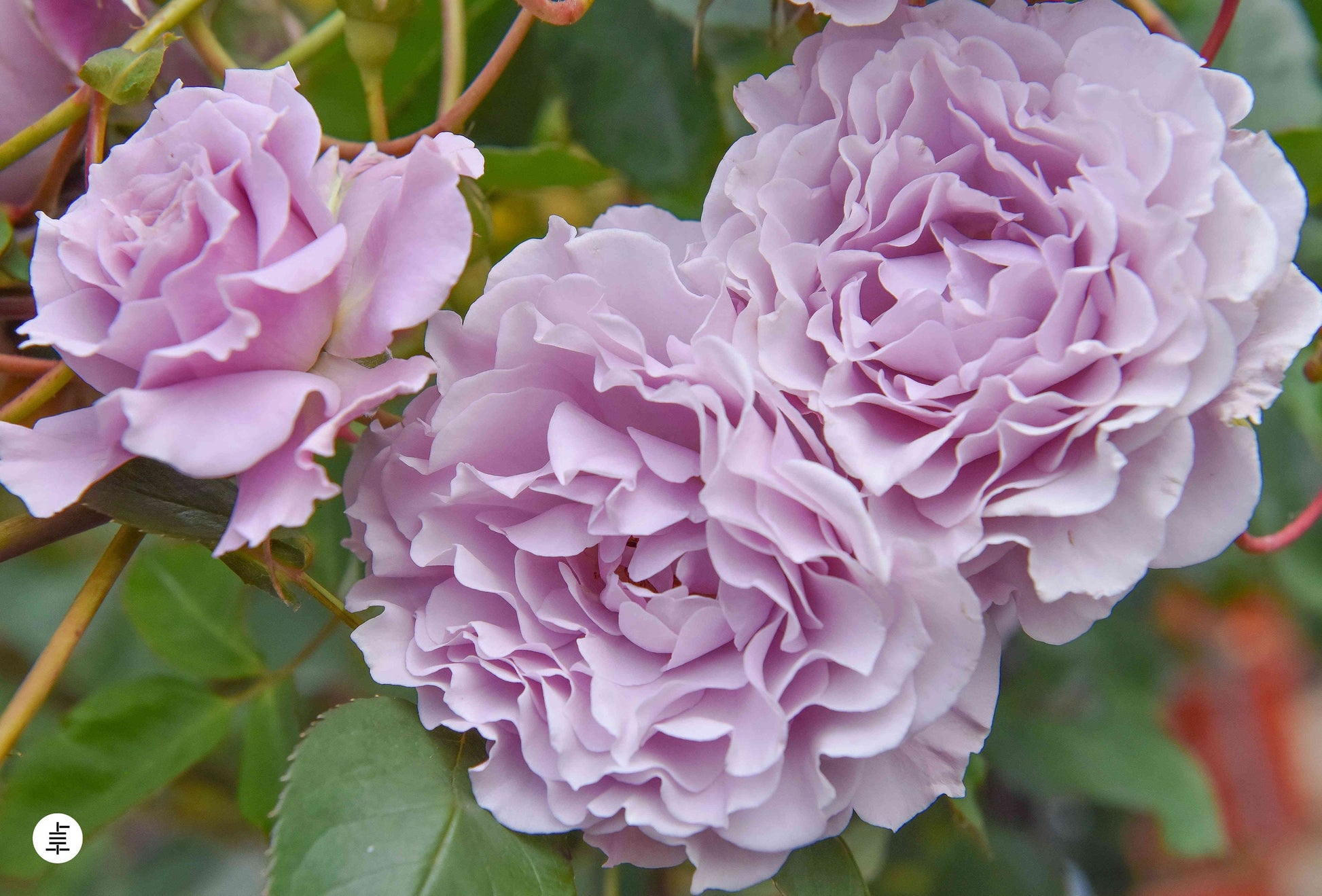 Rose ”Libellula “ ターンブルー蜻蜓 Japanese Ruffle lace Strong Fragrance Rose Live Plant, 1 Gallon Ownroot