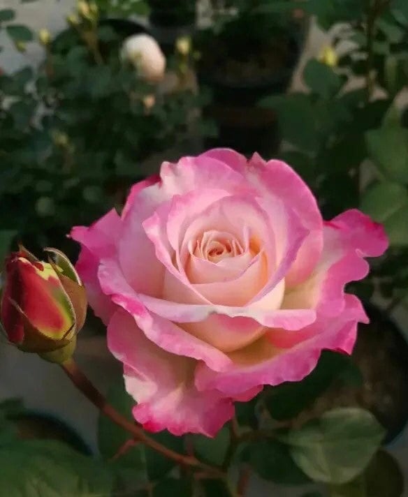 Rose “Seraphim“六翼天使/炽天使セラフィムJapanese Rose Live Shrub Plant, Ownroot