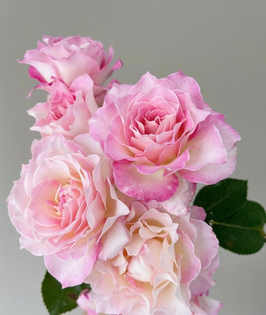 Rose “Seraphim“六翼天使/炽天使セラフィムJapanese Rose Live Shrub Plant, Ownroot