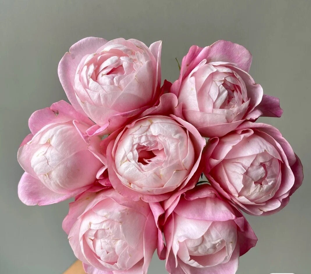 Rose “Strawberry Macaron” 草莓杏仁饼 Live Plant White Pink Rare Color Roses Shrub, 1 Gallon